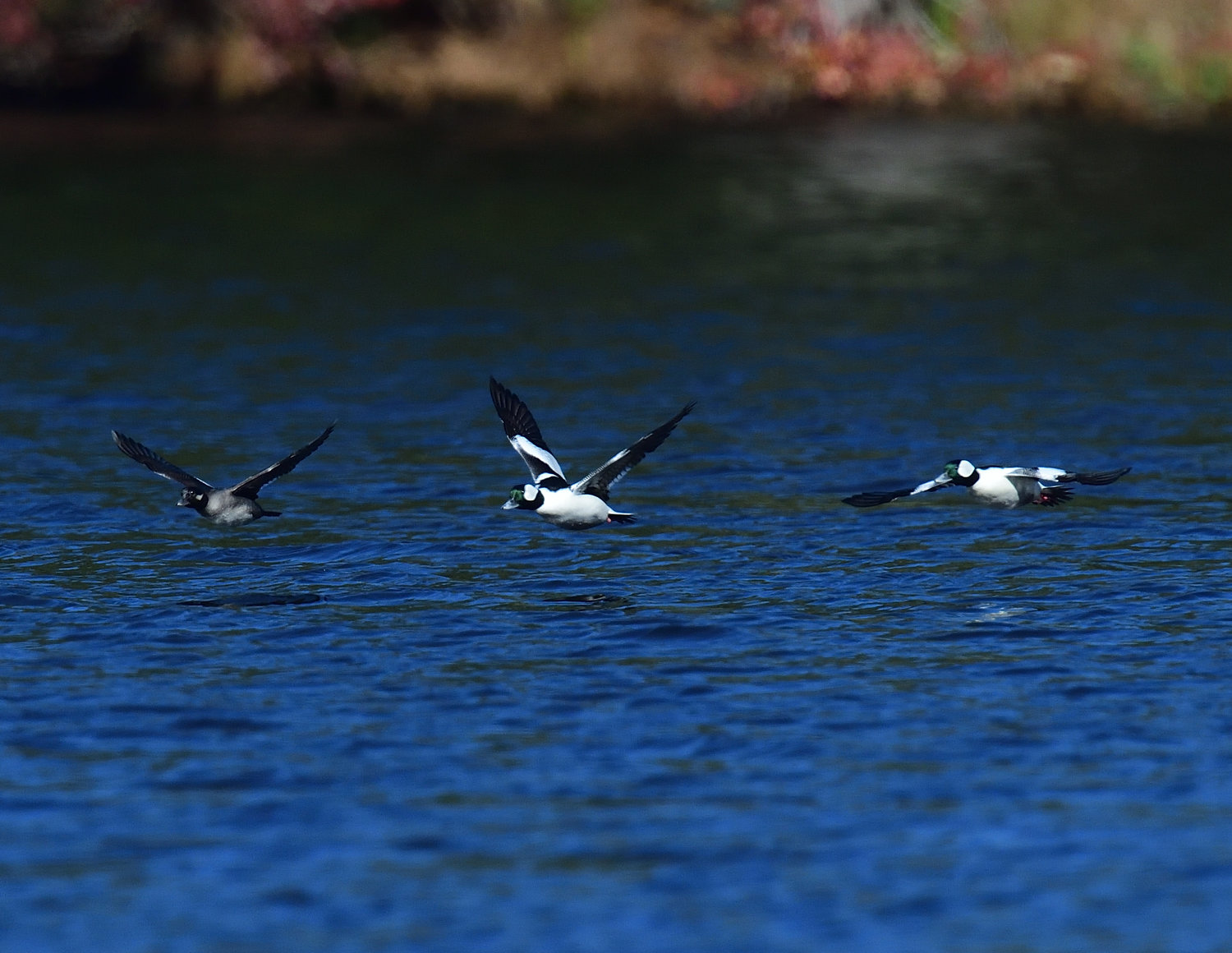 The trio of buffleheads are now in flight, with the female now on the left. The male on the right is in the downstroke of its wing beat, and the leading edge of the wings are curled down slightly. This is how birds produce forward thrust as well as lift; the flight feathers on the trailing edge of the wings are working in concert. The male in the middle is near maximum upstroke. Notice the brilliant white marks on the upper surface of the right wing.